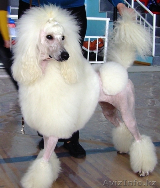 Щенок Стандартного Пуделя - Изображение #5, Объявление #995503