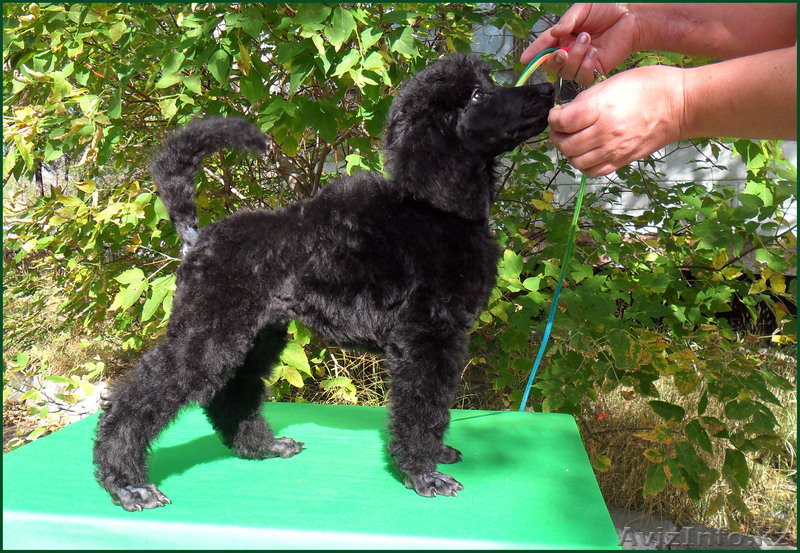 Щенок Стандартного Пуделя - Изображение #1, Объявление #995503