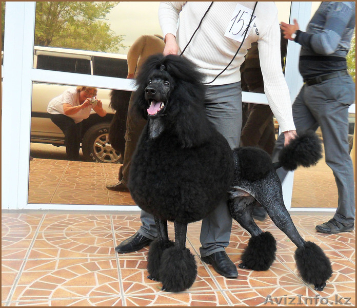 Щенок Стандартного Пуделя - Изображение #3, Объявление #995503