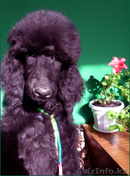 Щенок Стандартного Пуделя - Изображение #2, Объявление #995503
