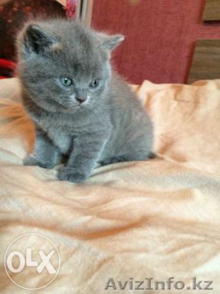 Британские короткошерстные - Изображение #4, Объявление #1164092