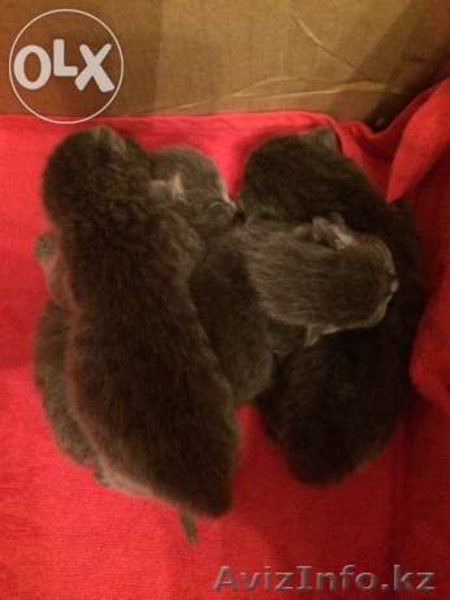 Британские короткошерстные - Изображение #1, Объявление #1164092