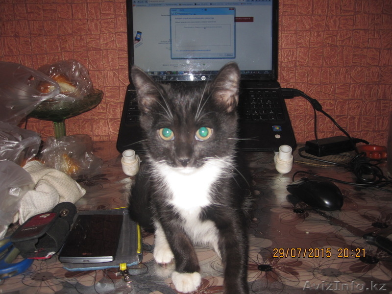 Подарим в добрые руки - Изображение #1, Объявление #1295832