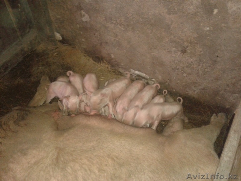 Поросята на племя - Изображение #1, Объявление #1357453