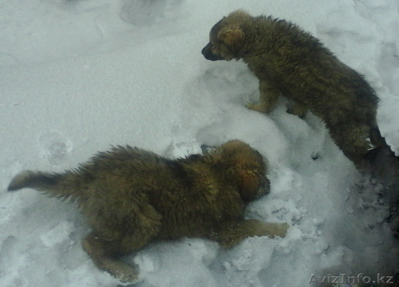 подам 2 очаровательных щенка - Изображение #2, Объявление #1357618
