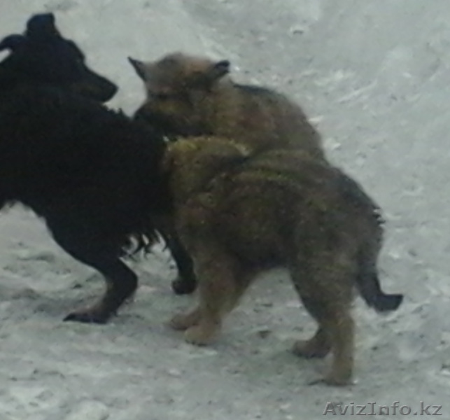 подам 2 очаровательных щенка - Изображение #3, Объявление #1357618