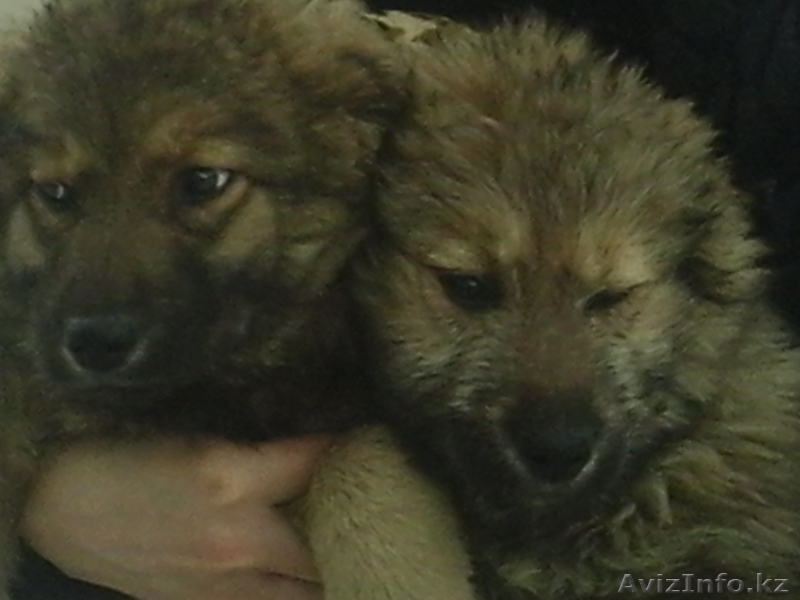 подам 2 очаровательных щенка - Изображение #1, Объявление #1357618