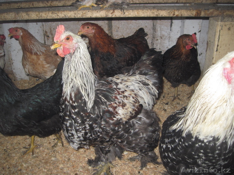 Молодых петухов - Изображение #1, Объявление #1507460