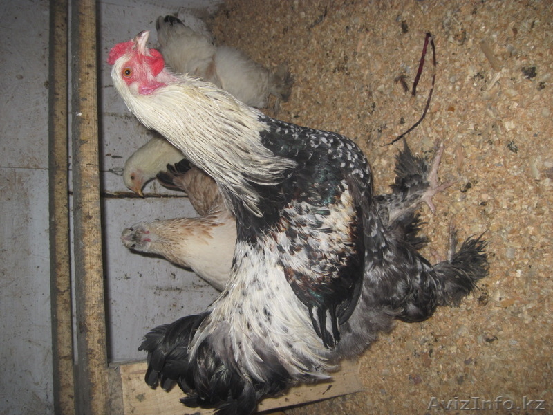 Молодых петухов - Изображение #6, Объявление #1507460