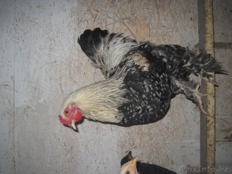 Молодых петухов - Изображение #7, Объявление #1507460