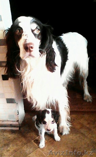 Срочно продам девочку русского охотничьего спаниеля. - Изображение #2, Объявление #1559476