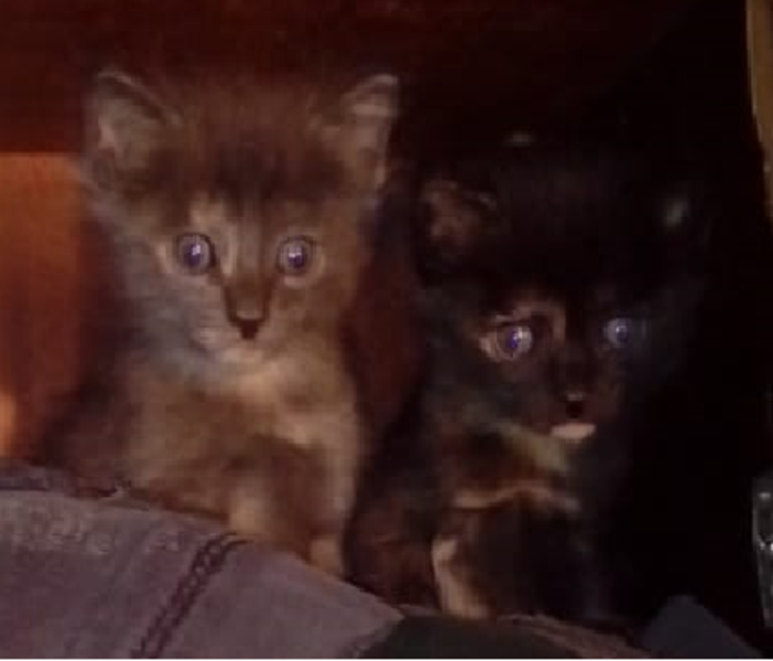 Дарим котят - Изображение #2, Объявление #1685453